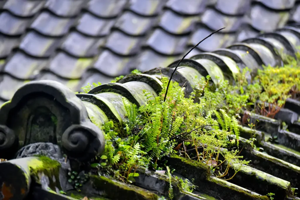 Roof Moss