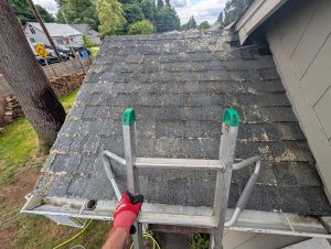 Close-up of a residential roof covered in moss, algae, and dirt before professional cleaning.